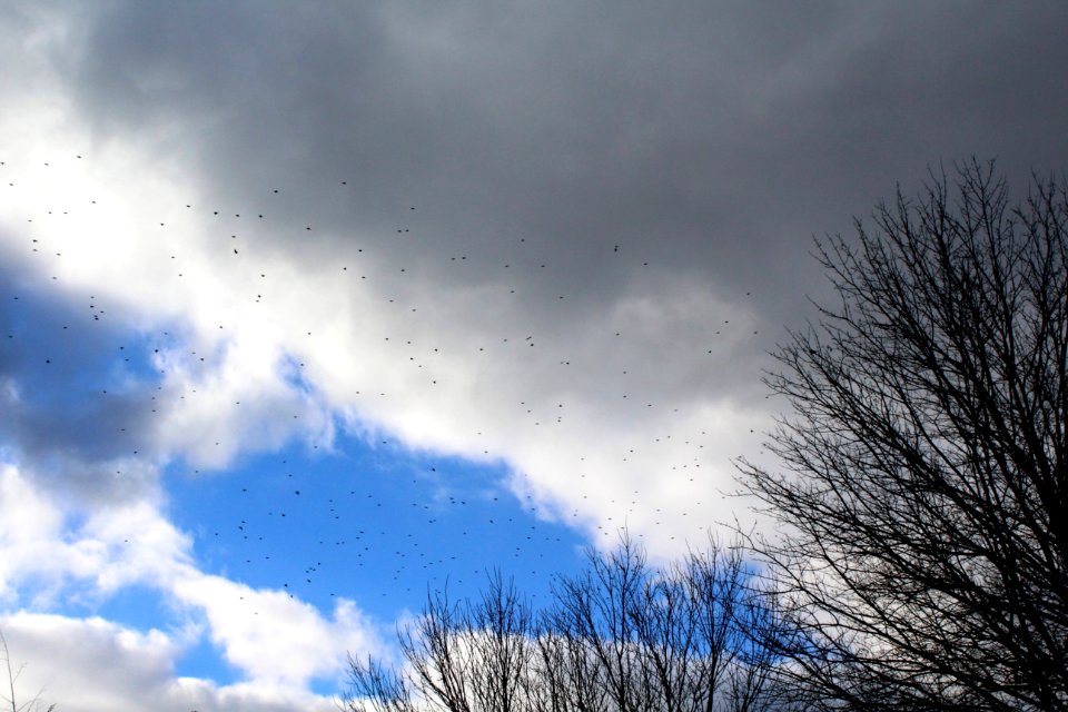 Birds, Sky, Trees