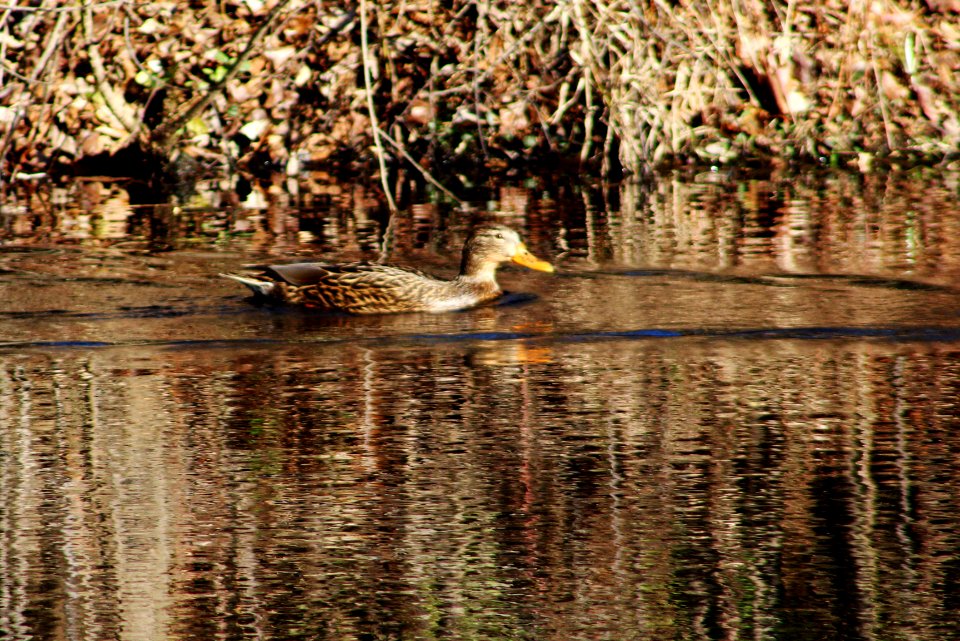 Female mallard, Duck, Birds