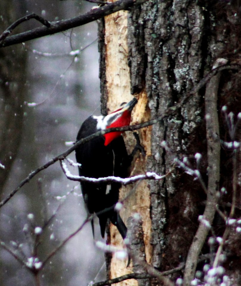 Woodpecker, Bird