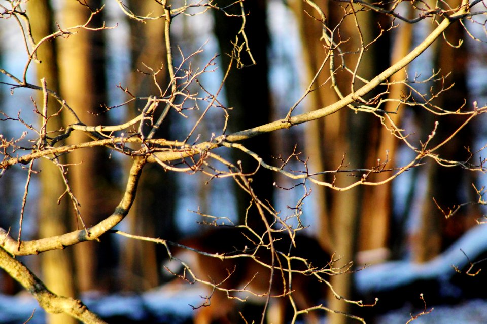 Deer, Blurred photography, Forest