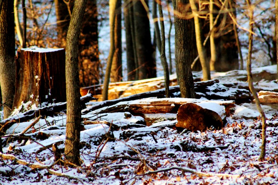 Forest, Trees