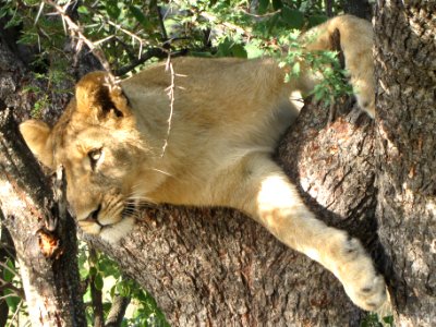 Africa, Lion photo