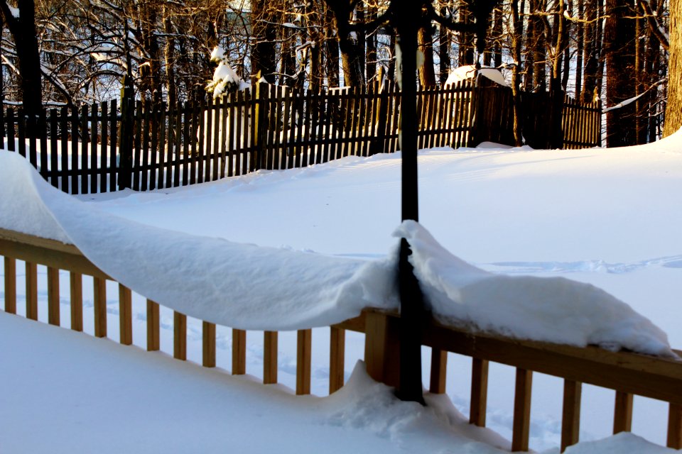 Forest, Weather, Fence