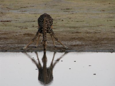 Africa, Water hole, Giraffe