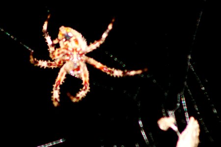 Spiderweb, Spider
