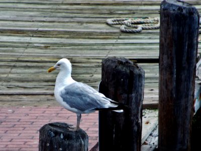 Dock, Seagull, Bird photo