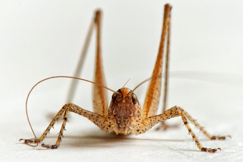 Insect macro yersinella raymondii