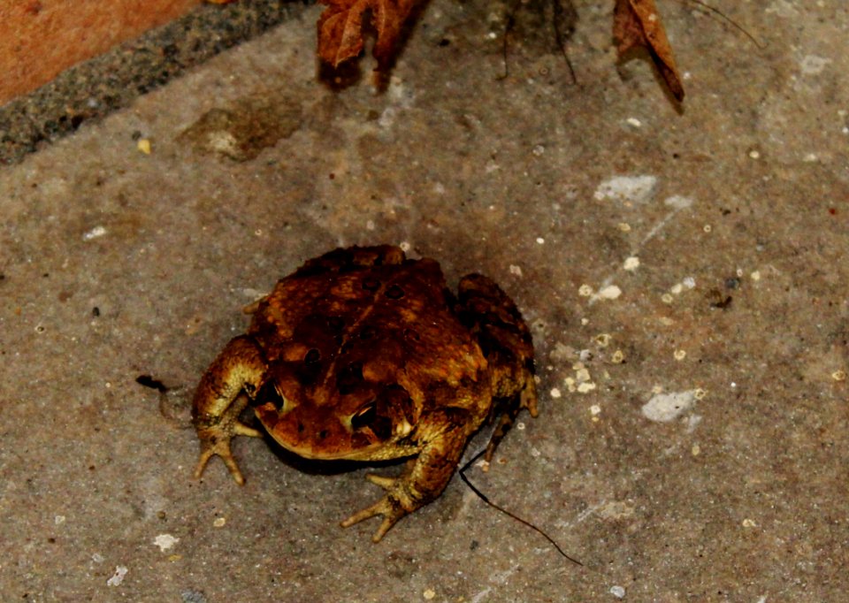 Toad, Amphibian, Wildlife