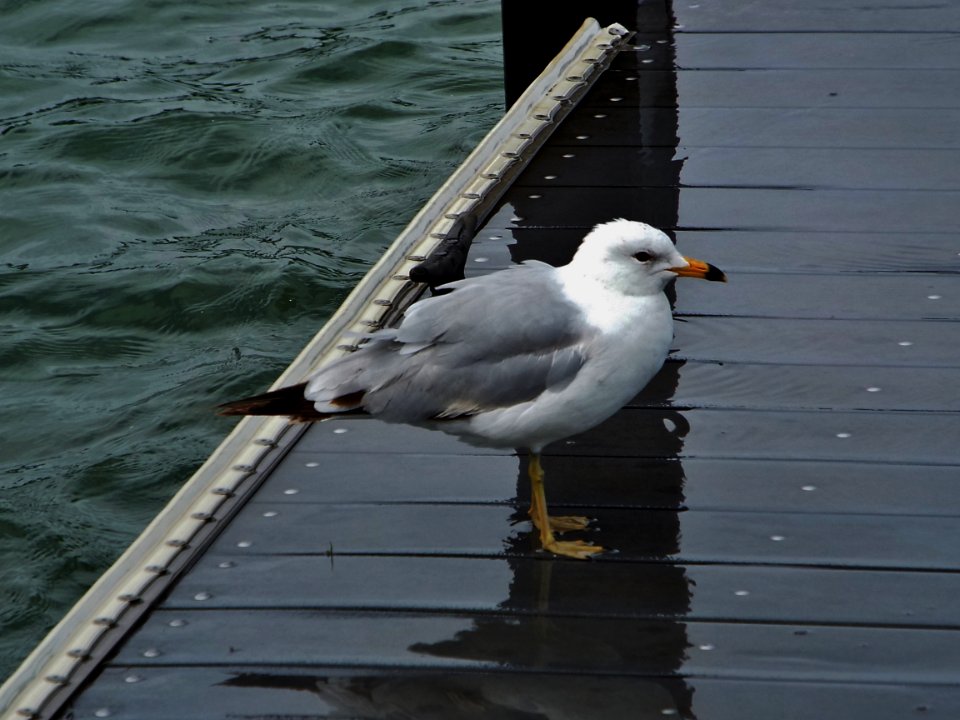Lake erie, Seagull, Birds