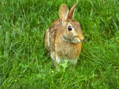 Rabbit, Animals