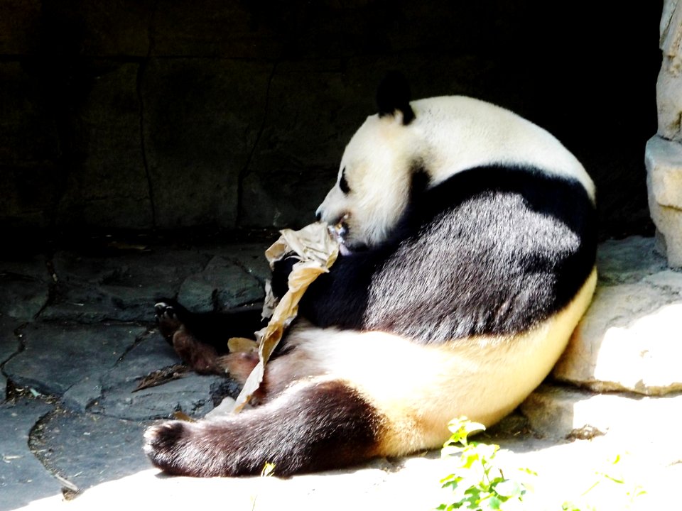 Smithsonian national zoological park, Washington, United states