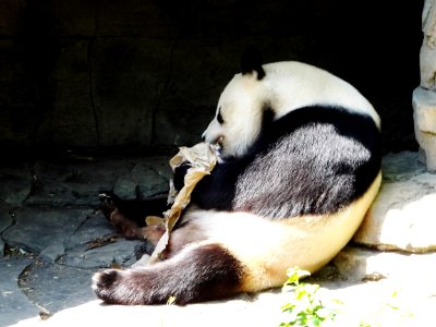 Smithsonian national zoological park, Washington, United states