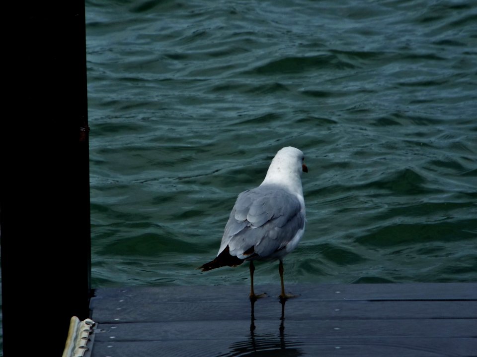 Sea gull, Lake erie