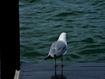 Sea gull, Lake erie photo