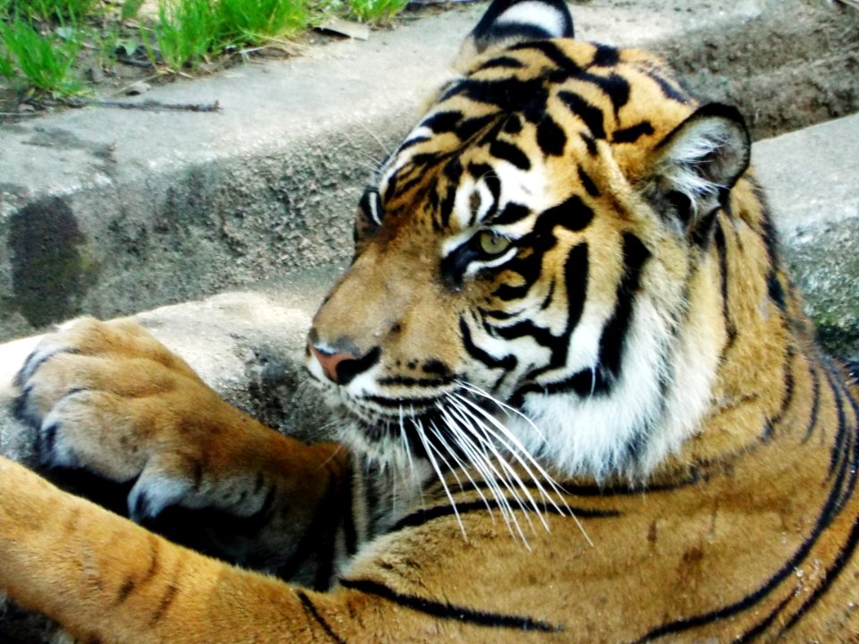 Smithsonian national zoological park, Washington, United states
