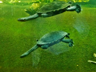 Smithsonian national zoological park, Washington, United states
