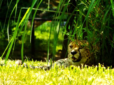 Smithsonian national zoological park, Washington, United states