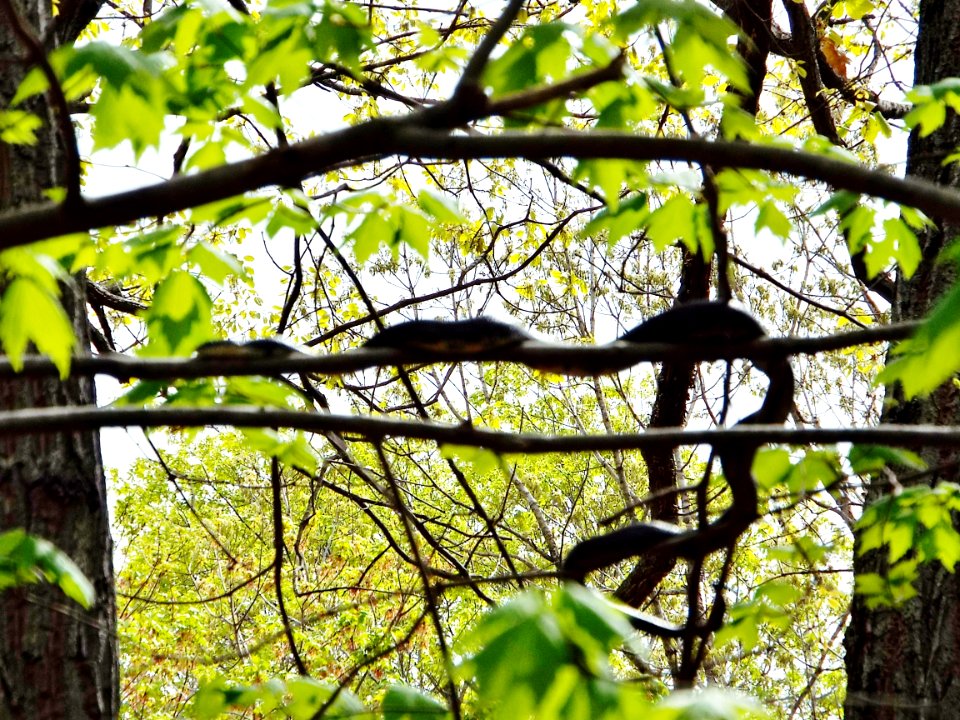 Black snake, Snake, Reptiles