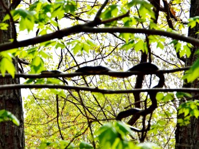 Black snake, Snake, Reptiles