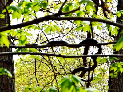 Black snake, Snake, Reptiles photo