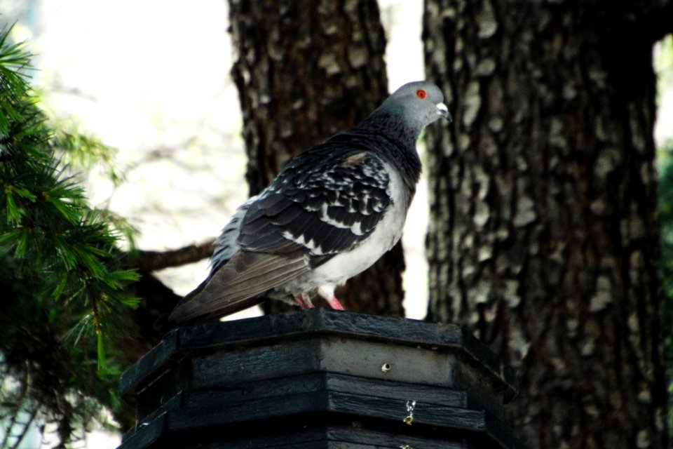 Pigeon, Birds, Wildlife photography