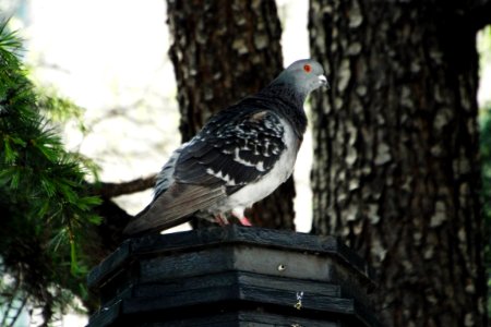 Pigeon, Birds, Wildlife photography photo