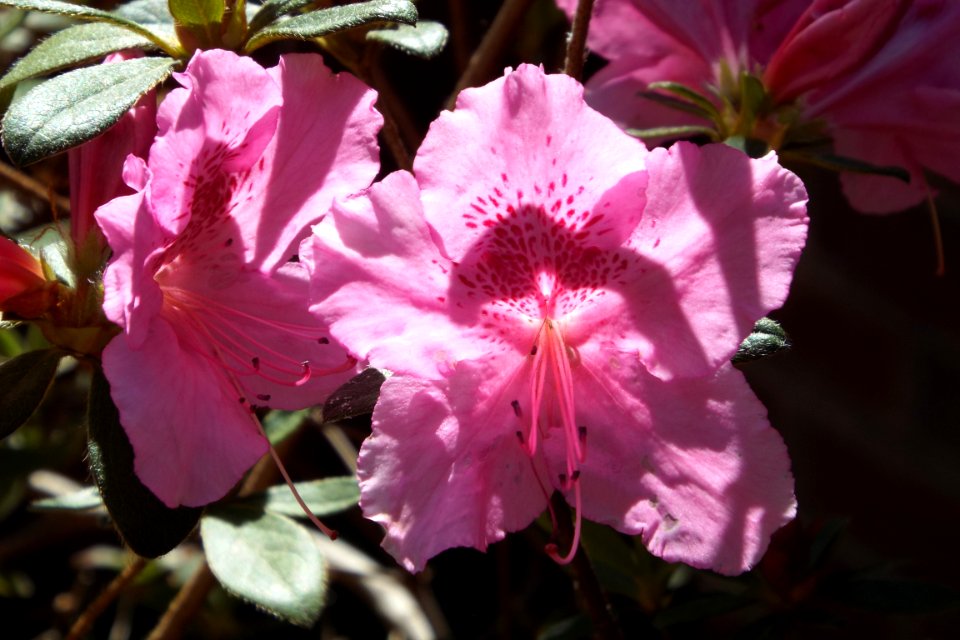 Colors, Nature, Flower