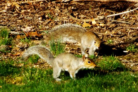 Squirrels, Wildlife, Animals photo