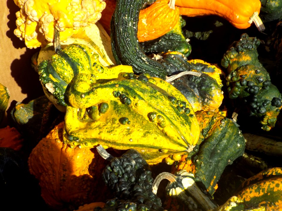 Vegetables, Plants, Gourds