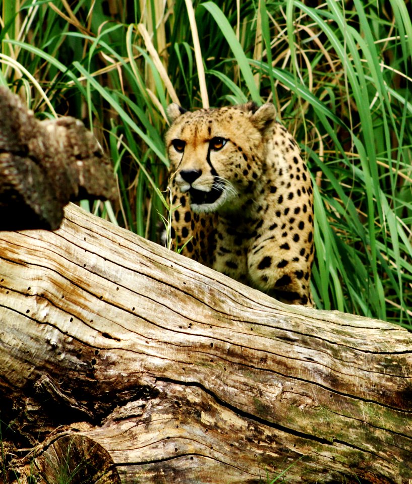 Smithsonian national zoological park, Washington, United states