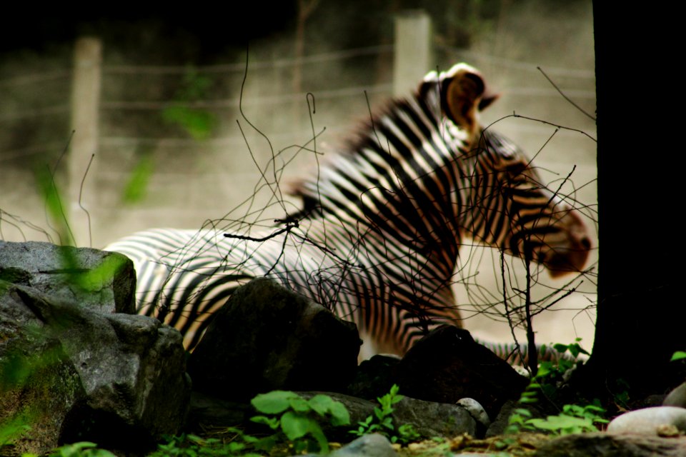 Smithsonian national zoological park, Washington, United states