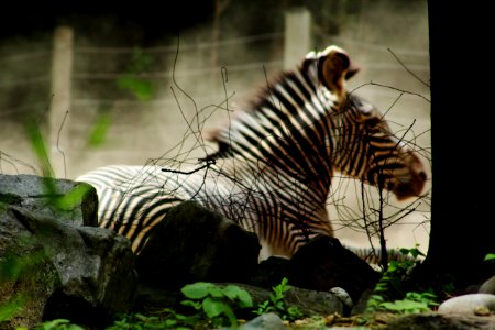 Smithsonian national zoological park, Washington, United states