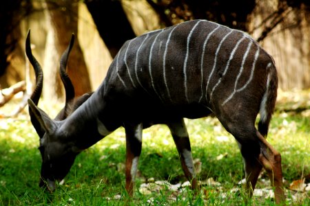 Smithsonian national zoological park, Washington, United states