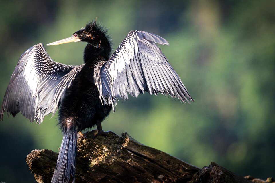 Water bird feather bird