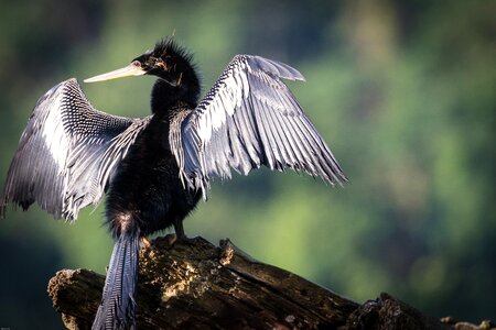 Water bird feather bird photo