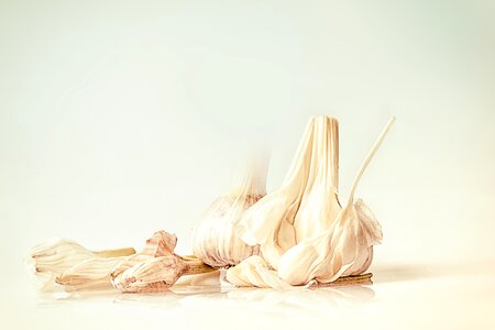 Head of garlic condiment kitchen photo