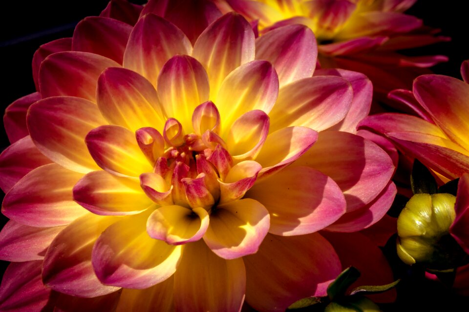 Bloom nature bloom