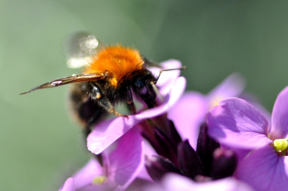 Hoorn, Netherl, Nectar photo