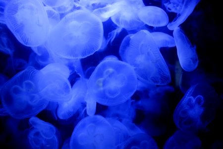 jellyfish photo