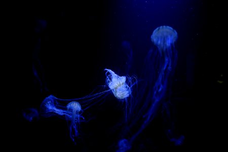 bloom of jellyfish under water photo