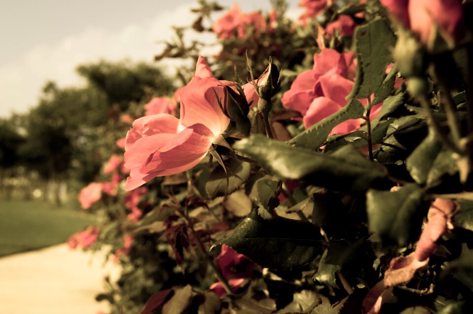 Bloom outdoors petal