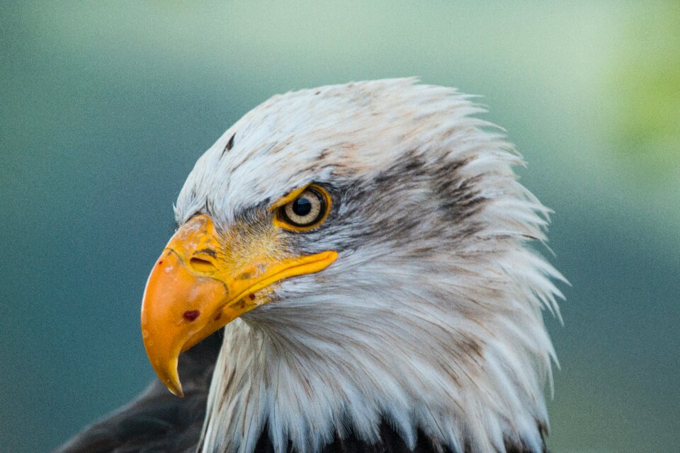 Raptor bird of prey bird