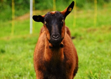 Wool graze nature