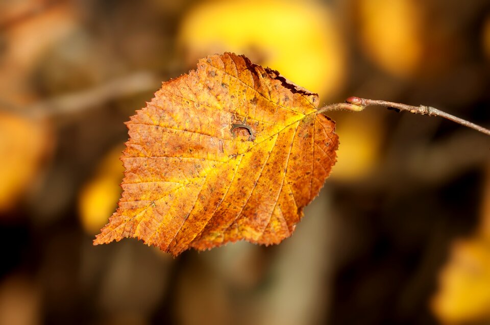 Leaves fall foliage dry photo