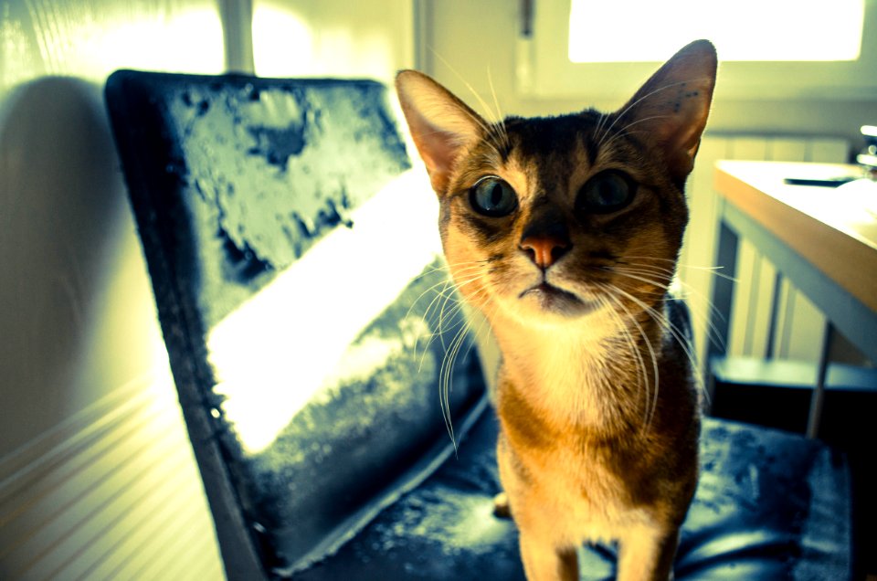Madrid, Spain, Kitty