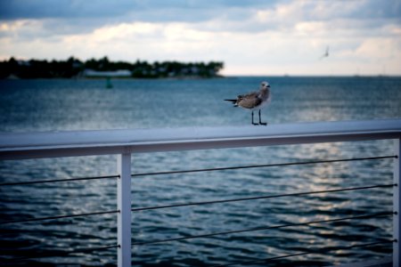 Key west, United states, Florida photo