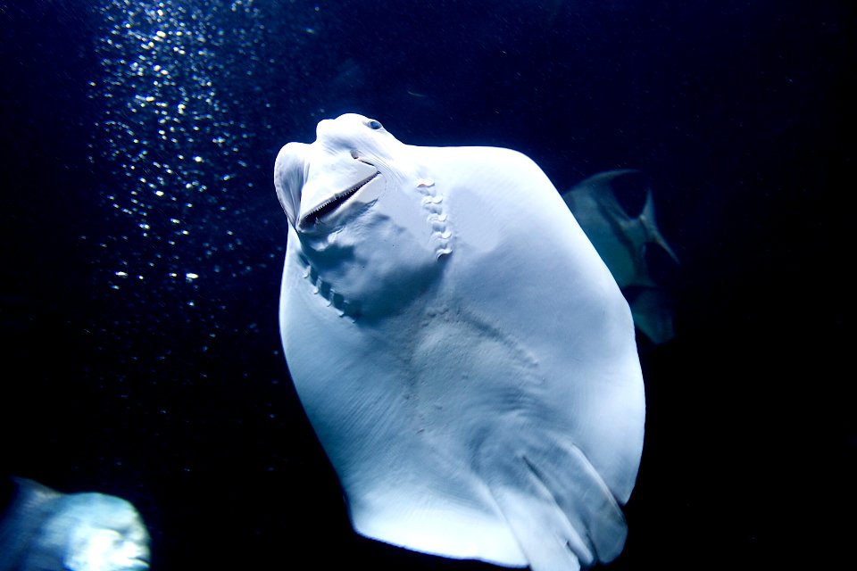 Baltimore, United states, Aquarium