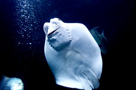 Baltimore, United states, Aquarium