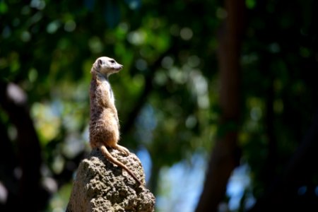 meerkat standing on gray stone selective focus photography photo
