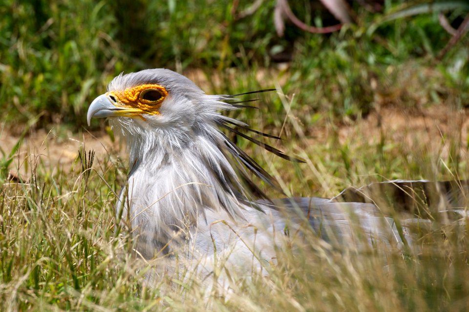 San diego, San diego zoo, United states